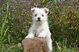WESTIE 526